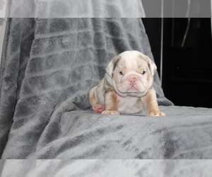 Bulldog Puppy for sale in BRANDON, FL, USA