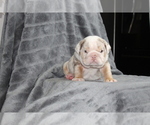 Image preview for Ad Listing. Nickname: Litter of 3
