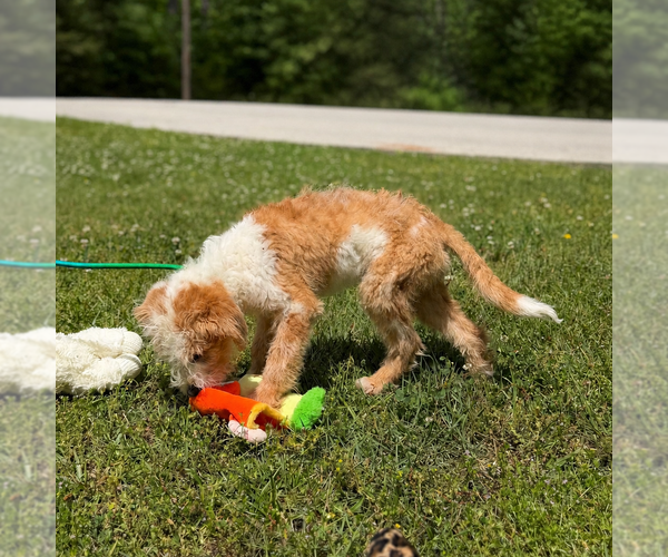 Medium Photo #2 Mutt Puppy For Sale in Yardley, PA, USA