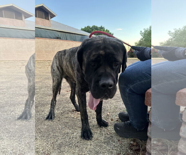 Medium Photo #3 Mastiff Puppy For Sale in Goodyear, AZ, USA