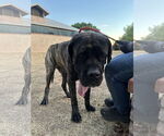 Small #2 Mastiff