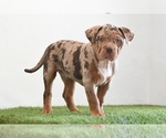 Image preview for Ad Listing. Nickname: Tyson