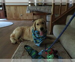 Small #12 Golden Retriever