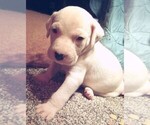 Small Photo #39 American Pit Bull Terrier-Labrador Retriever Mix Puppy For Sale in MOORESBORO, NC, USA