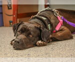 Small #13 American Staffordshire Terrier-Labrador Retriever Mix
