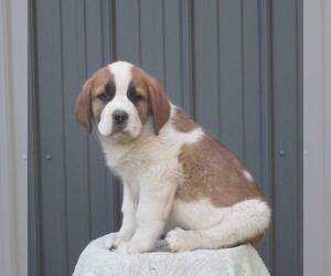 Saint Bernard Puppy for sale in CHAMBERSBURG, PA, USA