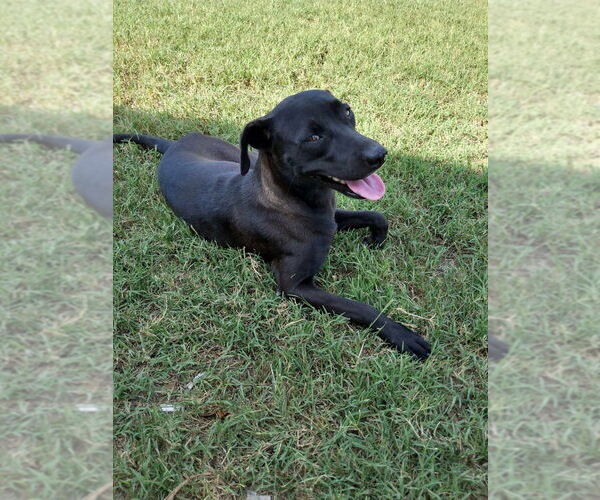 Medium Photo #2 Labrador Retriever-Unknown Mix Puppy For Sale in New York, NY, USA