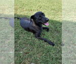 Small #1 Labrador Retriever Mix