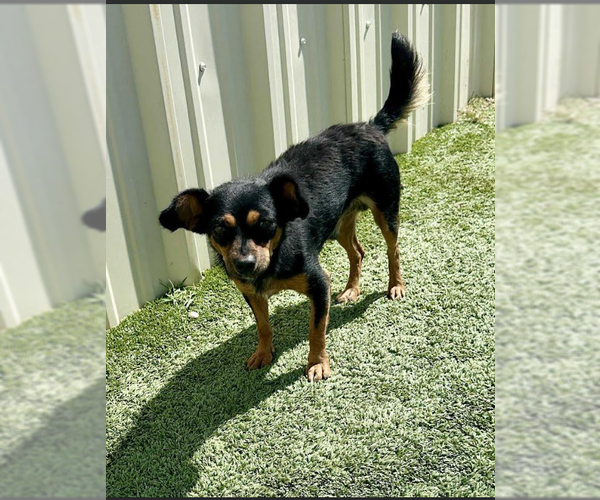 Medium Photo #2 Chihuahua-Unknown Mix Puppy For Sale in Cranston, RI, USA