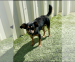 Small #1 Chihuahua Mix
