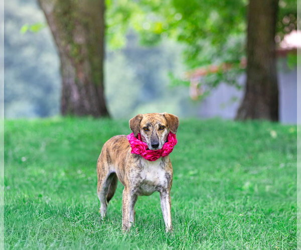 Medium Photo #4 Mountain Cur-Unknown Mix Puppy For Sale in Unionville, PA, USA