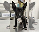 Small Labrador Retriever Mix