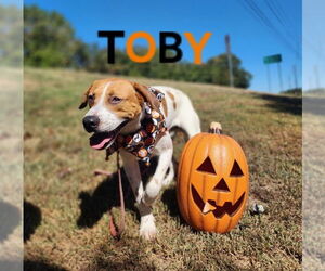 Beagle-Unknown Mix Dogs for adoption in McDonough, GA, USA