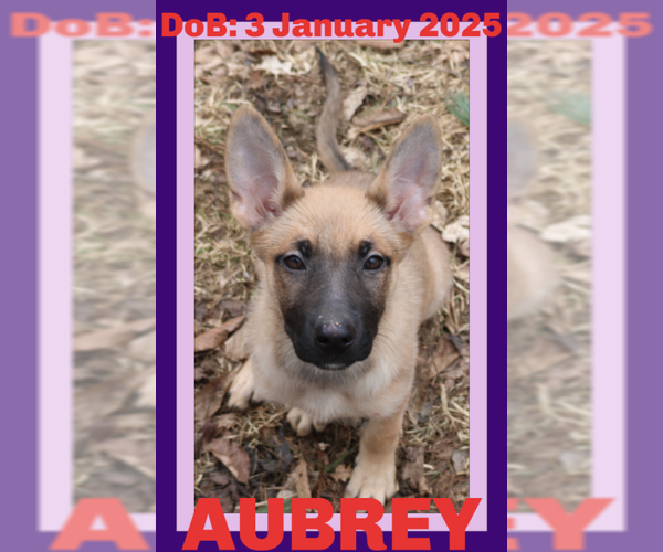 Medium Photo #11 German Shepherd Dog-Unknown Mix Puppy For Sale in Sebec, ME, USA