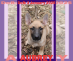 Small #10 German Shepherd Dog Mix