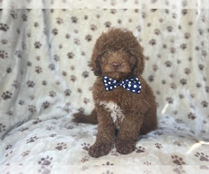 Miniature Labradoodle Puppy for sale in LAKELAND, FL, USA