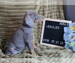 Small #3 Doberman Pinscher