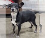 Small #2 Chihuahua Mix