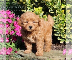 Goldendoodle-Poodle (Miniature) Mix Puppy for sale in NEW PROVIDENCE, PA, USA
