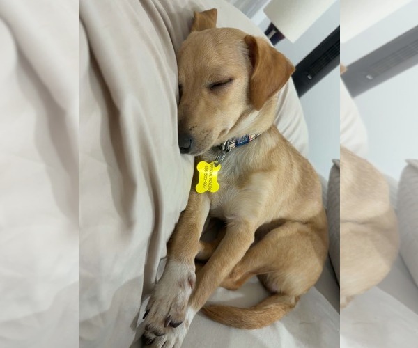 Medium Photo #6 Chiweenie Puppy For Sale in Sandy, UT, USA