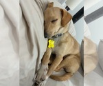 Small Photo #6 Chiweenie Puppy For Sale in Sandy, UT, USA