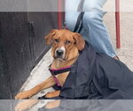 Small #11 Black Mouth Cur-Labrador Retriever Mix