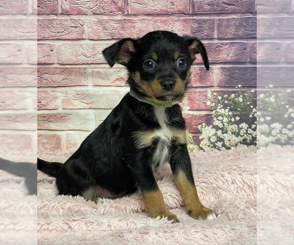 Medium Photo #1 Chihuahua-Unknown Mix Puppy For Sale in Lakewood, CO, USA