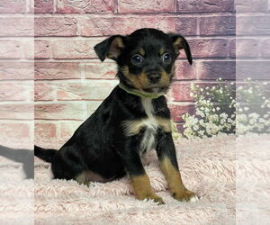 Chihuahua-Unknown Mix Dogs for adoption in Lakewood, CO, USA