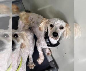 Miniature Schnauzer-Poodle (Miniature) Mix Dogs for adoption in Forestville, MD, USA