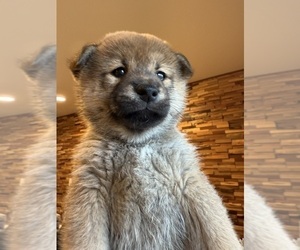 Shiba Inu Puppy for sale in SAN FRANCISCO, CA, USA