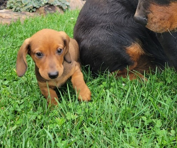 Medium Photo #2 Dachshund Puppy For Sale in WITHEE, WI, USA