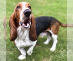 Small #3 Basset Hound