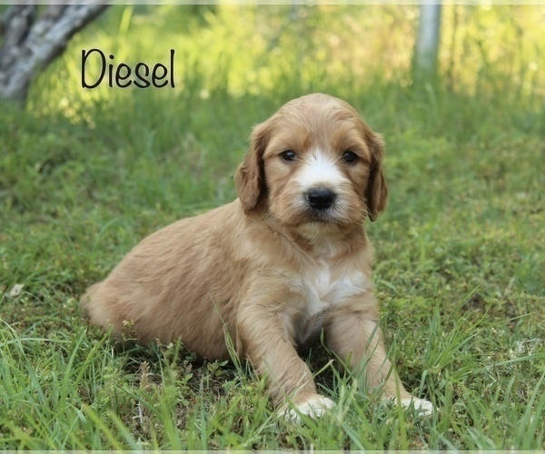 Medium Photo #1 Irish Doodle Puppy For Sale in KEMP, TX, USA