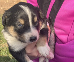Puppy Georgia Border Collie-English Shepherd Mix