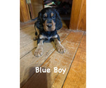 Puppy Blue Collar Gordon Setter