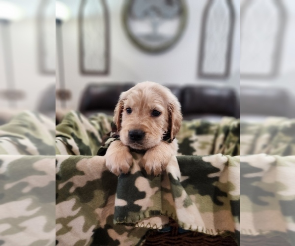 Medium Photo #1 Golden Retriever Puppy For Sale in BURKBURNETT, TX, USA