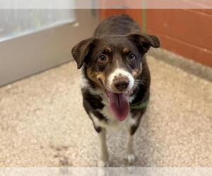 Australian Shepherd-Unknown Mix Dogs for adoption in Pueblo, CO, USA