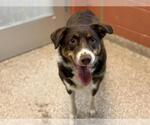 Small Australian Shepherd Mix