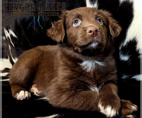 Medium Photo #1 Australian Shepherd Puppy For Sale in OWEGO, NY, USA