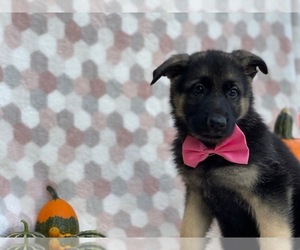 German Shepherd Dog Puppy for sale in LANCASTER, PA, USA