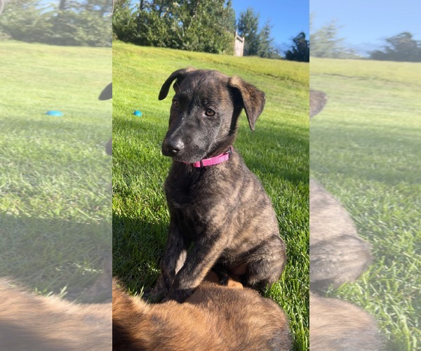 Medium Photo #2 Shepradors Puppy For Sale in Princeton, MN, USA