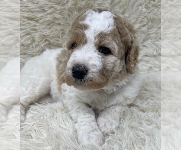 Medium Photo #22 Double Doodle Puppy For Sale in PIERSON, FL, USA