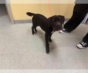 Cairn Terrier-Miniature Schnauzer Mix Dogs for adoption in Orange, CA, USA