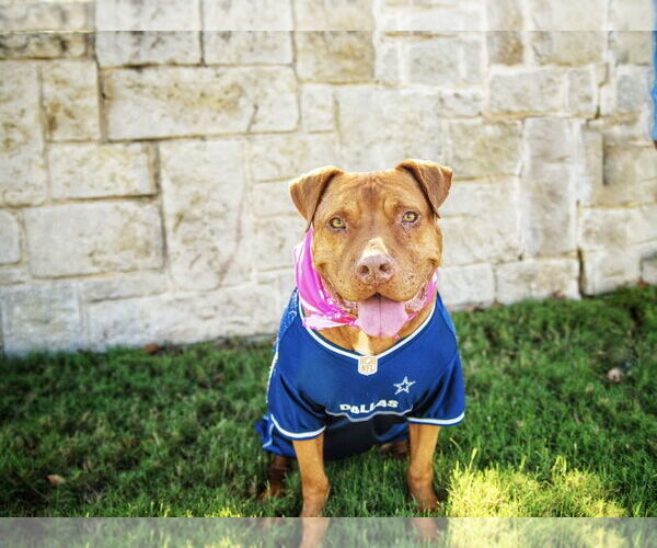 Medium Photo #14 American Pit Bull Terrier Puppy For Sale in Euless, TX, USA
