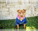 Small #13 American Pit Bull Terrier