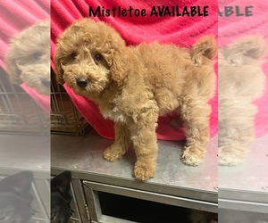 Goldendoodle (Miniature) Puppy for sale in DAYTON, VA, USA