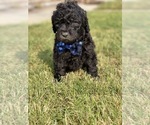 Small Photo #3 Poodle (Standard) Puppy For Sale in HANFORD, CA, USA