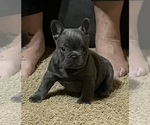 Puppy Puppy 3 French Bulldog
