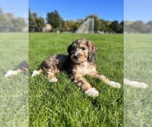 Bernedoodle Puppy for sale in EAST LANSING, MI, USA