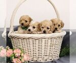 Small Photo #2 Cavapoo Puppy For Sale in ANNVILLE, PA, USA